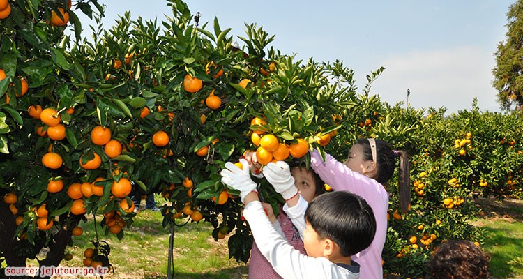 Citrus-Museum-750x400.jpg