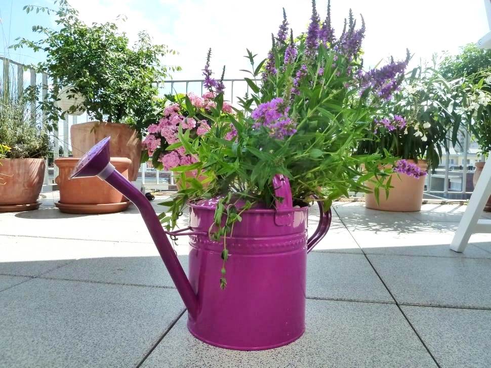 garden-watering-can-casting-purple-wallpaper-preview.jpg
