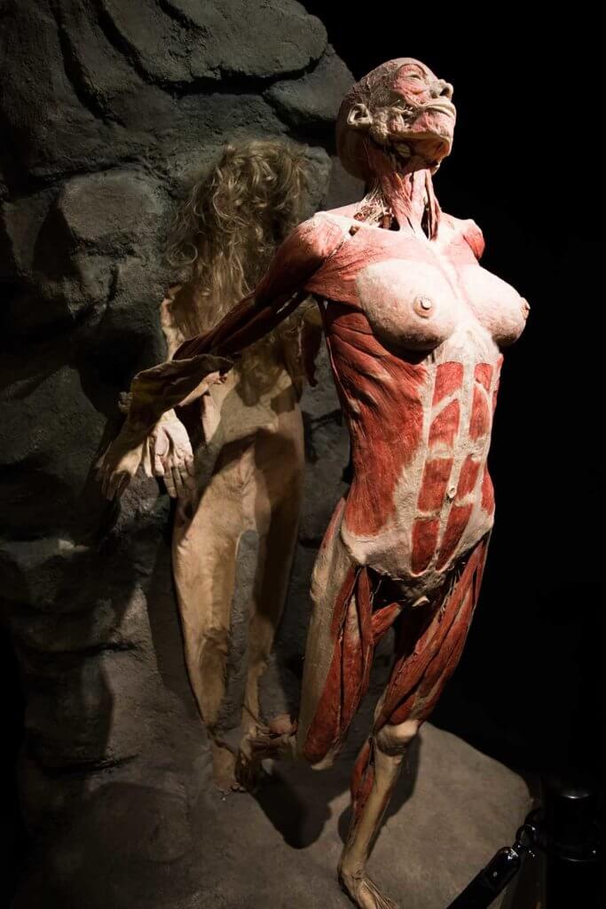 m-fly-the-netherlands-amsterdam-body-world-happiness-museum-corpse-cadaver-woman-flying-683x1024.jpg