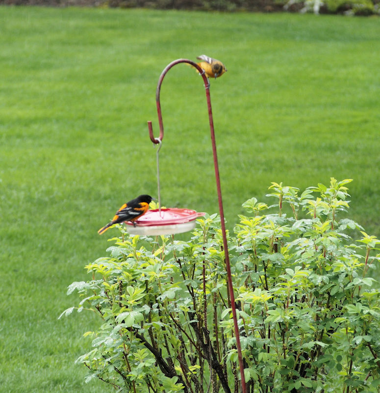 male-and-female-oriole-on-hummingbird-feeder-lr.jpg