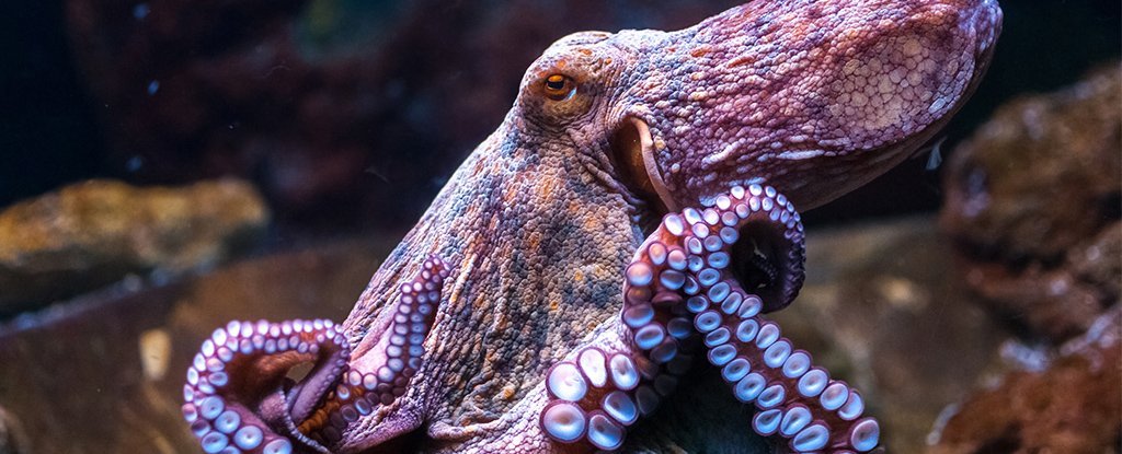 octopus-cephalopod-rna-evolution_1024.jpg