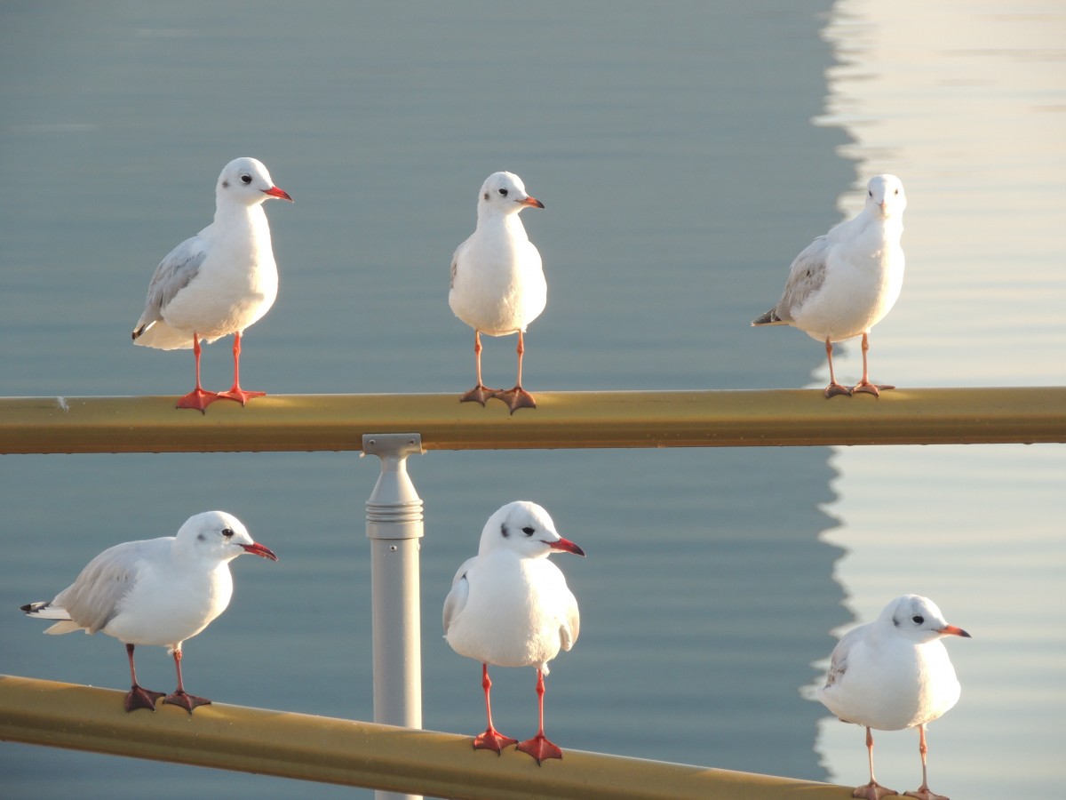seagulls_sea_gull_birds_unity_seagull_wildlife_water-725284.jpg!d.jpg