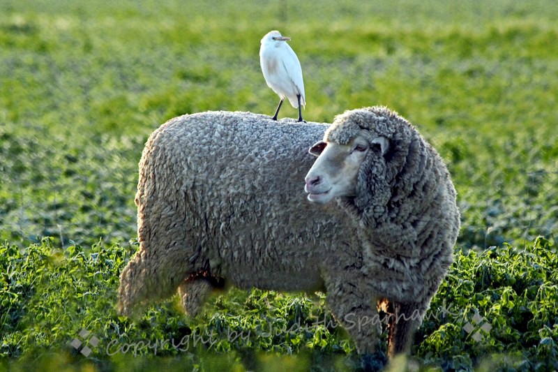 Sheep and egret copy-L.jpg