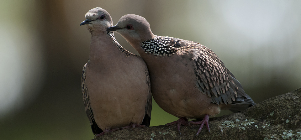 Spotted-Dove-5696.jpg